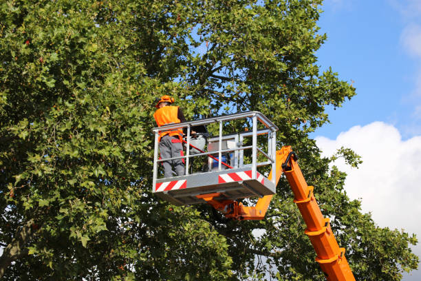 Best Utility Line Clearance  in Uintah, UT