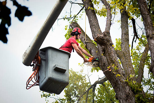 Professional Tree Removal in Uintah, UT