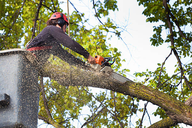  Uintah, UT Tree Removal Pros